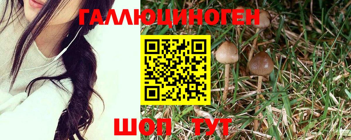 Псилоцибиновые грибы Cubensis  Вход с VPN  Абинск 